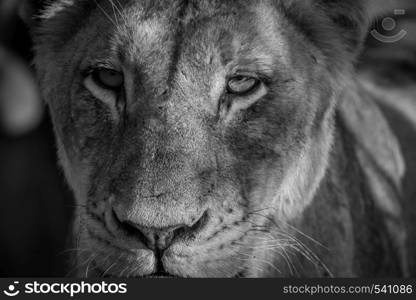 Starring Lioness in black and white in the Kruger National Park, South Africa.