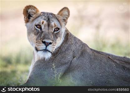 Starring Lioness in the Kgalagadi Transfrontier Park, South Africa.
