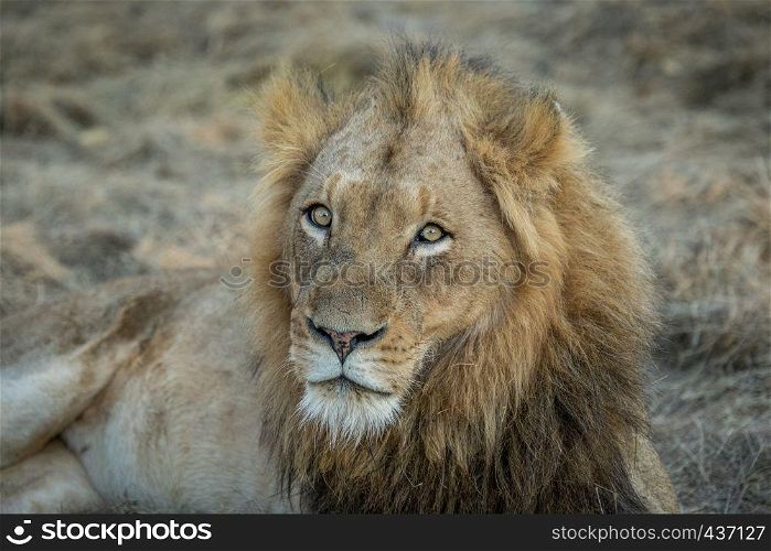 Starring male Lion in the Kapama game reserve, South Africa.