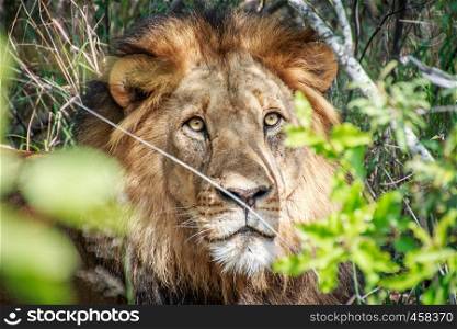 Starring male Lion through the bushes in the Kruger National Park, South Africa.