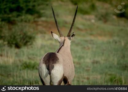 Starring Oryx from behind in the Kalagadi Transfrontier Park, South Africa.