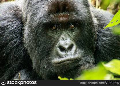 Starring Silverback Mountain gorilla in the Virunga National Park, Democratic Republic Of Congo.
