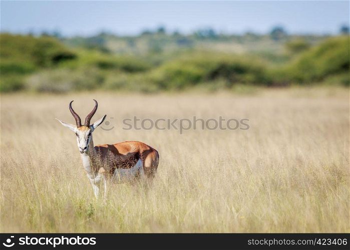 Starring Springbok in long grass in the Central Khalahari, Botswana.