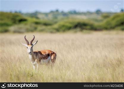 Starring Springbok in long grass in the Central Khalahari, Botswana.