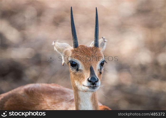 Starring Steenbok in the Kruger National Park, South Africa.