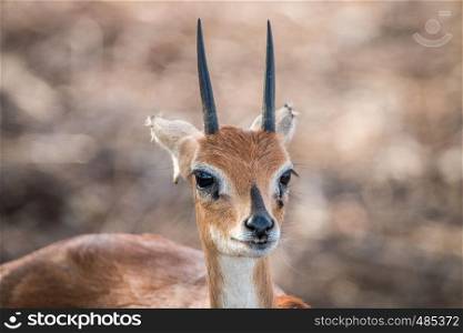 Starring Steenbok in the Kruger National Park, South Africa.