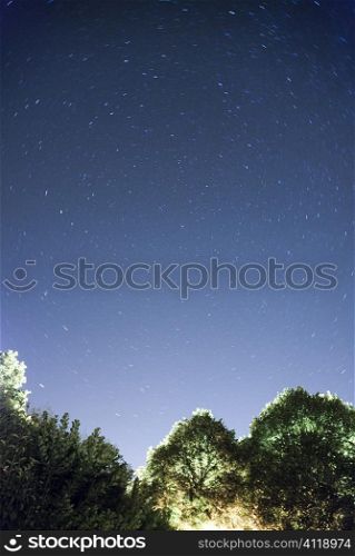 Starry Sky above treetops