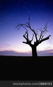 Starry sky over lonely tree silhouette