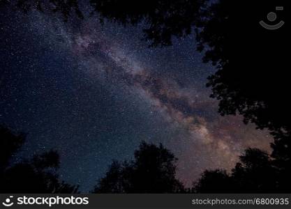 Starry sky with Milky way through trees