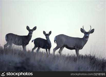 Startled Antelope