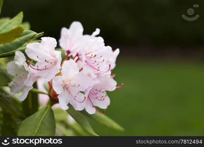 State flower of Washington state in full bloom with green background