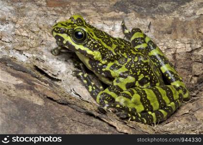 Staurois species, mid elevation forest frog species