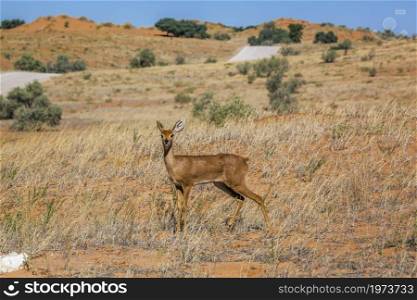 Steenbok female in dry land scenery in Kruger National park, South Africa ; Specie Raphicerus campestris family of Bovidae. Steenbok in Kruger National park, South Africa