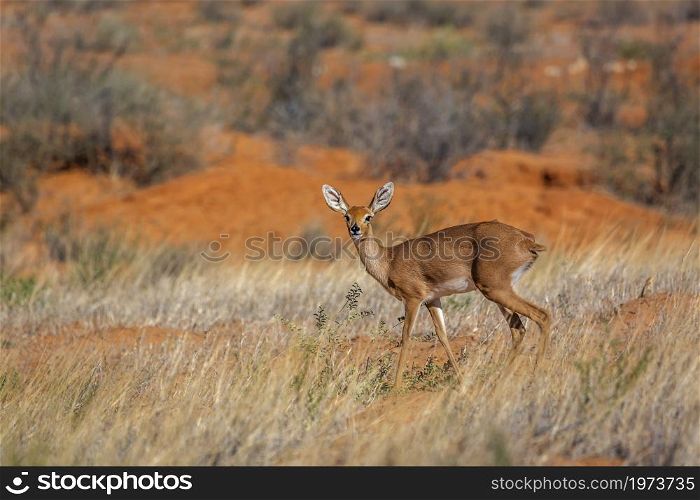 Steenbok female standing in red sand scenery in Kruger National park, South Africa ; Specie Raphicerus campestris family of Bovidae. Steenbok in Kruger National park, South Africa