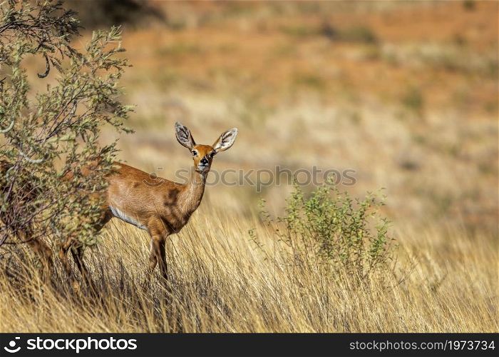 Steenbok female standing under bush shadow in Kruger National park, South Africa ; Specie Raphicerus campestris family of Bovidae. Steenbok in Kruger National park, South Africa
