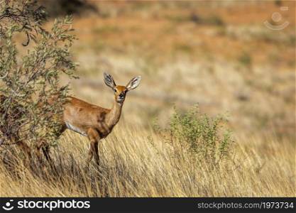 Steenbok female standing under bush shadow in Kruger National park, South Africa ; Specie Raphicerus campestris family of Bovidae. Steenbok in Kruger National park, South Africa