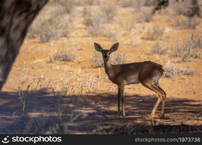 Steenbok female standing under tree shadow in Kruger National park, South Africa ; Specie Raphicerus campestris family of Bovidae. Steenbok in Kruger National park, South Africa