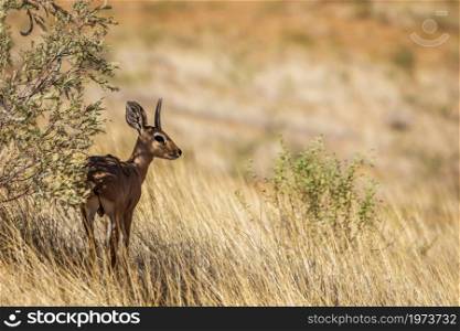 Steenbok male standing under bush shadow in Kruger National park, South Africa ; Specie Raphicerus campestris family of Bovidae. Steenbok in Kruger National park, South Africa