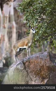 Steenbok (Raphicerus campestris) in Etosha National Park in Namibia