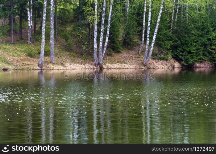 Steep Bank of the river reflected in the water birch trees in spring day.