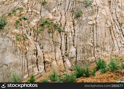 steep sea shore, clay overgrown slope, different soils on the collapsed rock. clay overgrown slope, different soils on the collapsed rock, steep sea shore