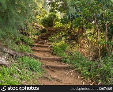 Steep steps made from tree roots up the famous Kalalau Trail on NaPali coast of Kauai. Steep steps in the dirt path of Kalalau trail on Na Pali coast of Kauai