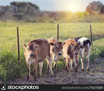 Steers in a farmland at sunset