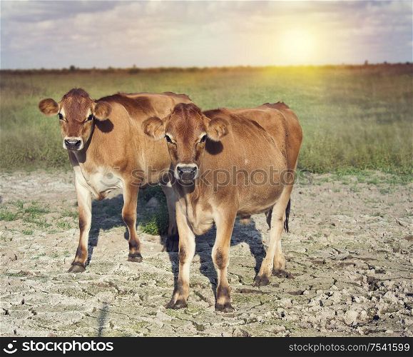 Steers in a farmland at sunset