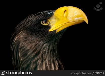 Steller&rsquo;s sea eagle on black background - Haliaeetus pelagicus