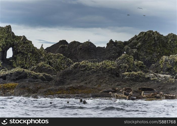 Steller Sea Lions (Eumetopias jubatus) on the coast, Skeena-Queen Charlotte Regional District, Haida Gwaii, Graham Island, British Columbia, Canada