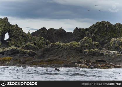 Steller Sea Lions (Eumetopias jubatus) on the coast, Skeena-Queen Charlotte Regional District, Haida Gwaii, Graham Island, British Columbia, Canada