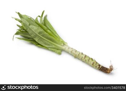 Stem lettuce on white background