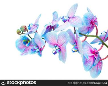 stem of blue fresh orchid flowers isolated on white background. stem of blue orchids