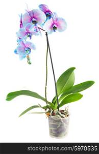 stem of blue orchids. branch with fresh blue orchid flowers in pot isolated on white background
