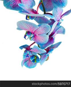 stem of blue orchids. stem of blue orchids close up isolated on white background