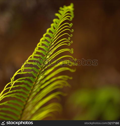 Stem of Fern Plant at Moorea Tahiti