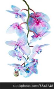 stem of fresh blue orchid flowers and buds close up isolated on white background. stem of blue orchids