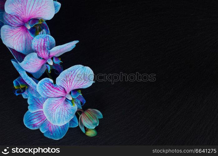 Stem of fresh blue orchids on black background with copy space. Bunch of violet orchids