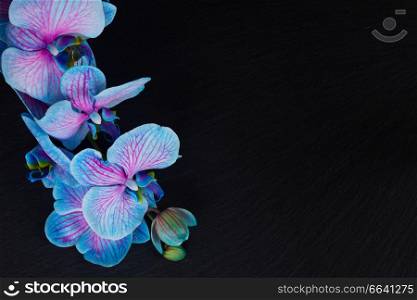 Stem of fresh blue orchids on black background with copy space. Bunch of violet orchids