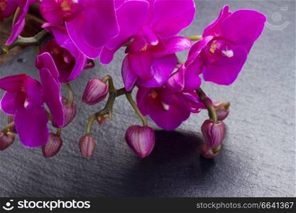Stem of fresh violet orchids  on  black background. Bunch of violet orchids 