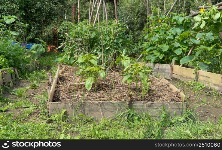 stems and sprouts of pepper in the garden. pepper in the garden