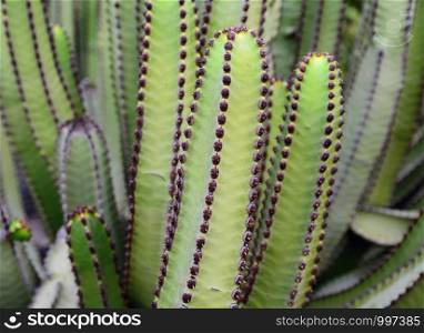 Stems of green cactus close up.