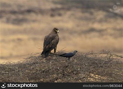 Steppe Eagle, Aquila nipalensis, Mayureshwar Wildlife Sanctuary, Pune, Maharashtra, India.