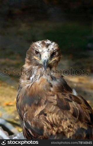 Steppe eagle (Aquila rapax)