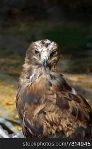 Steppe eagle (Aquila rapax)