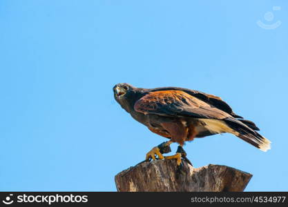 Steppe eagle on the top of a wooden tree log on blue background