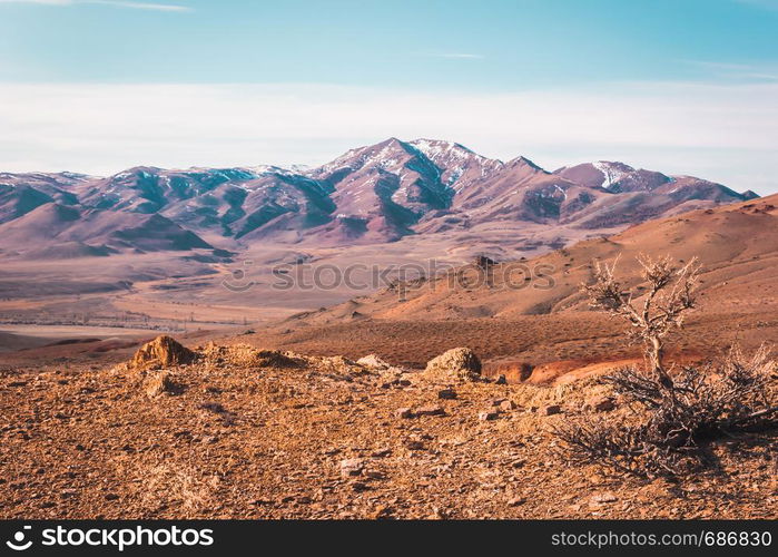 Steppe plain with yellow sand. Yellow soil under hot sun. Mountain empty valley. Travel Altai.