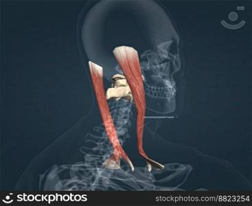 Sternocleidomastoid is the most superficial and largest muscle in the front portion of the neck 3d illustration. Sternocleidomastoid is the most superficial and largest muscle in the front portion of the neck