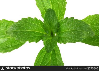 Stevia Plant Isolated on White Background