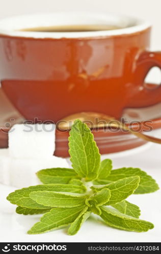 Stevia rebaudiana the herbal support for sugar. Stevia rebaudiana, support for sugar